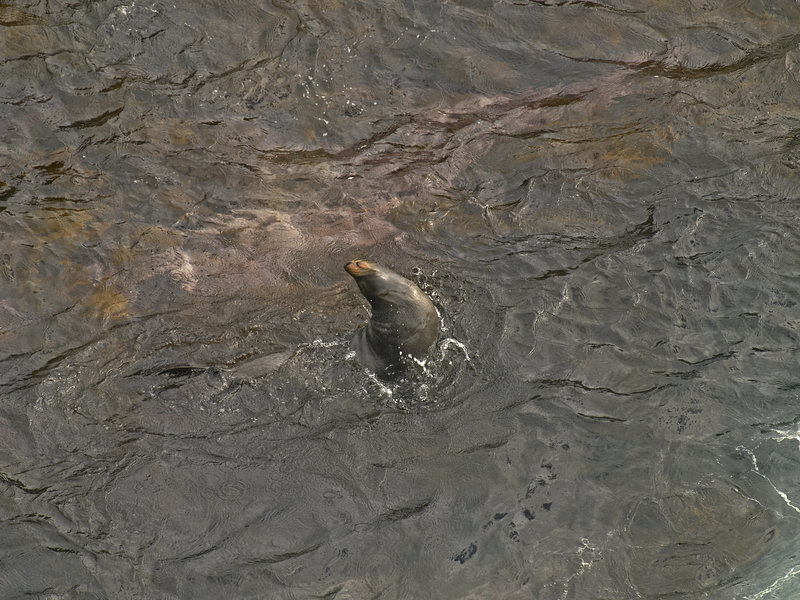 Kangaroo Island, Fur Seal